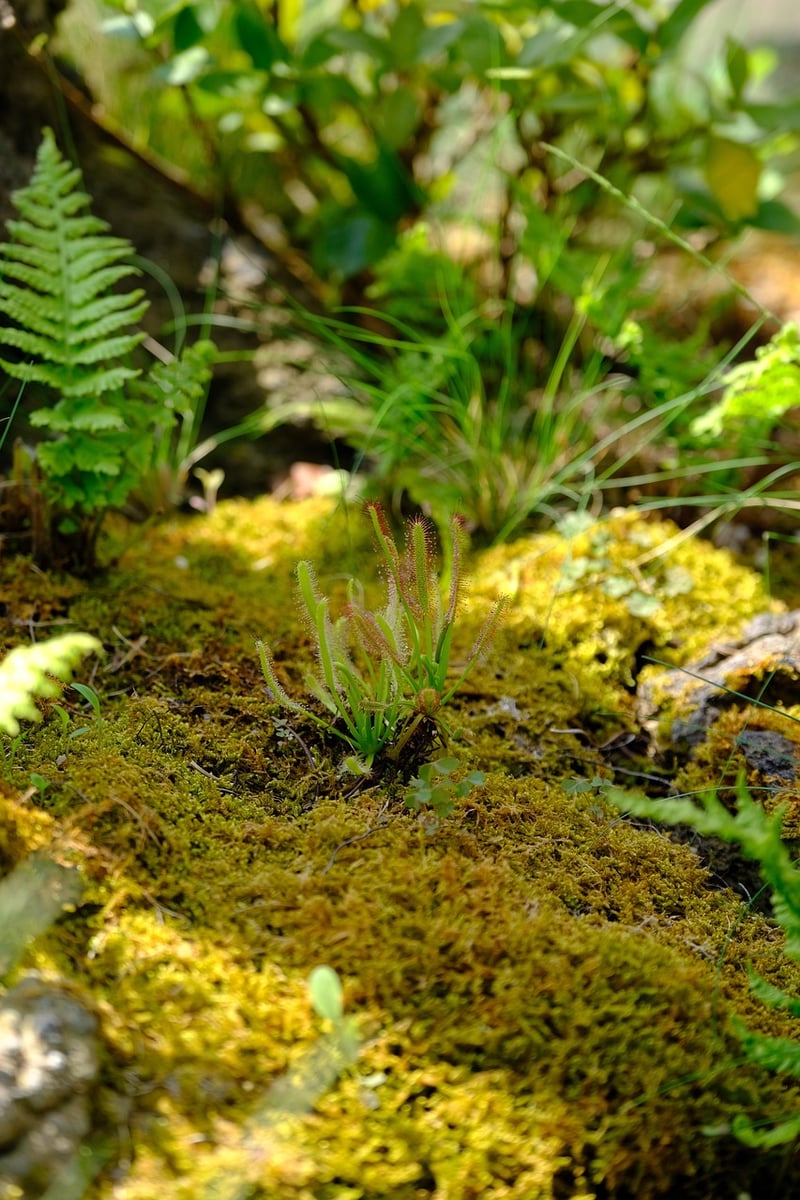 Terrarium Workshop